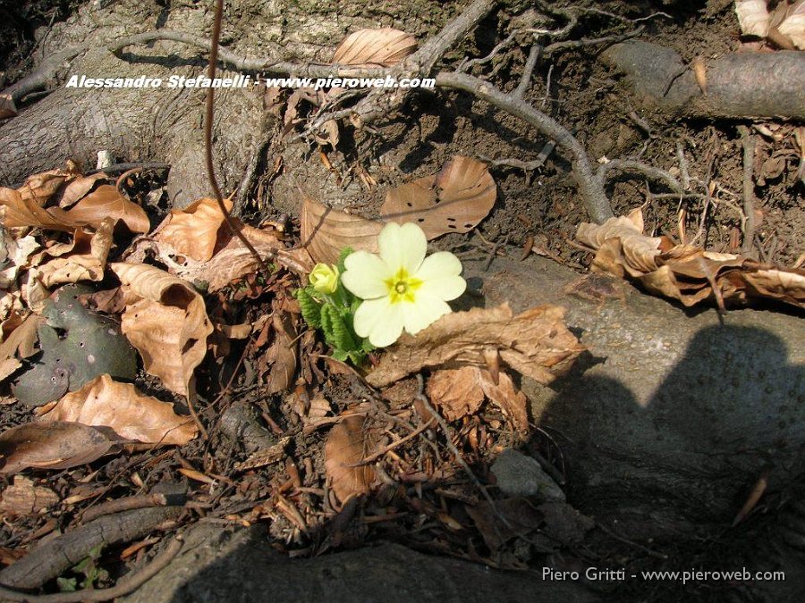 16 Primula a 1200 m.JPG